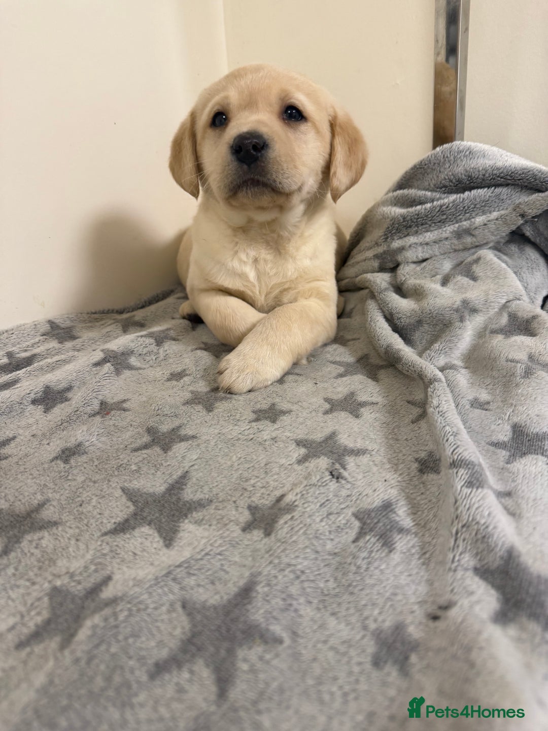 Labrador Retriever dogs for sale: Labradors - Advert 6