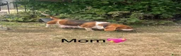 Basset Hound dogs for sale: Beautiful KC registered basset hounds - Advert 21