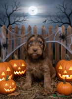 Cockapoo dogs - Advert 5