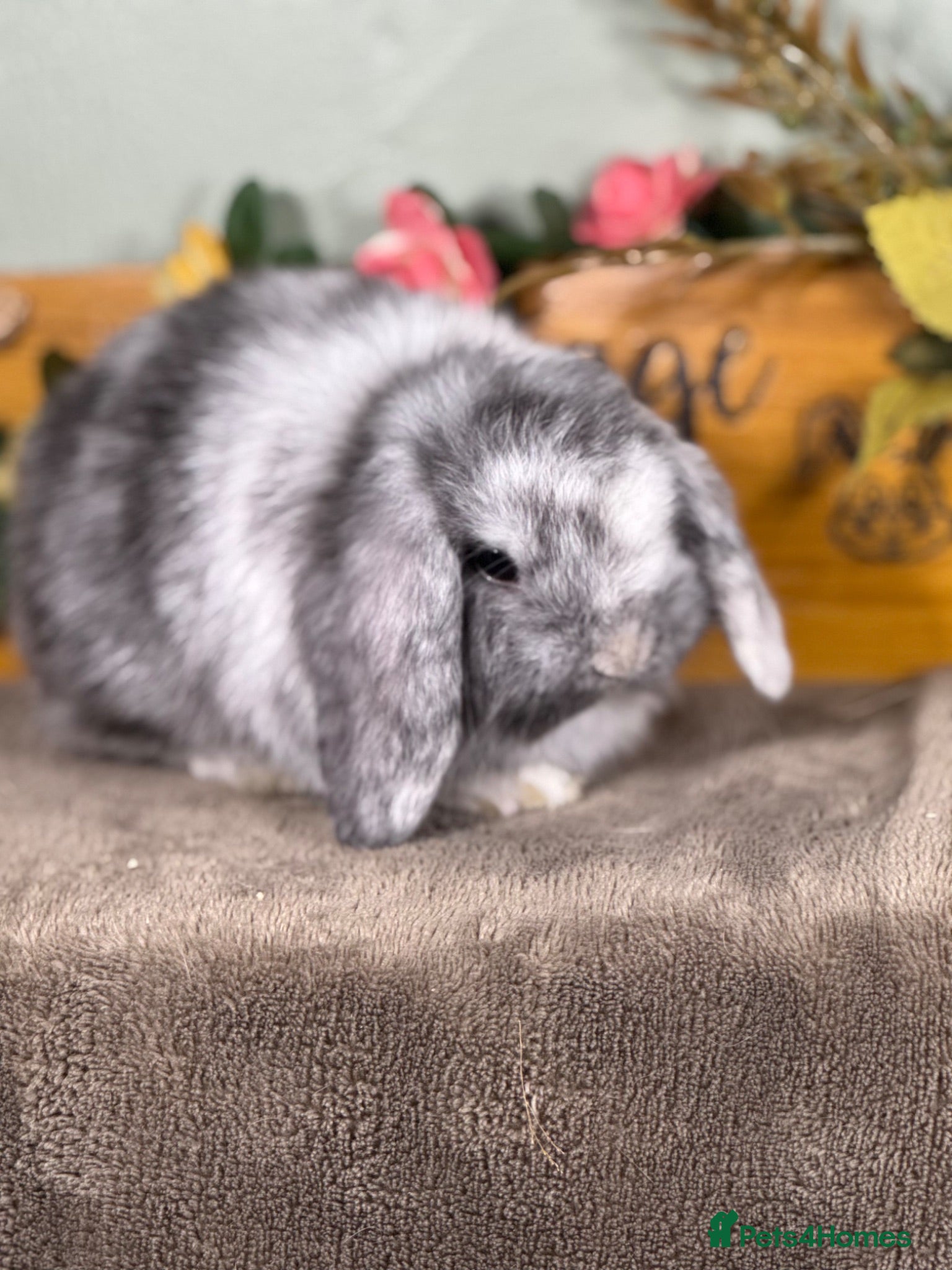 Mini Lop rabbits Lovely selection of *vaccinated* mini lop babies - Advert 1