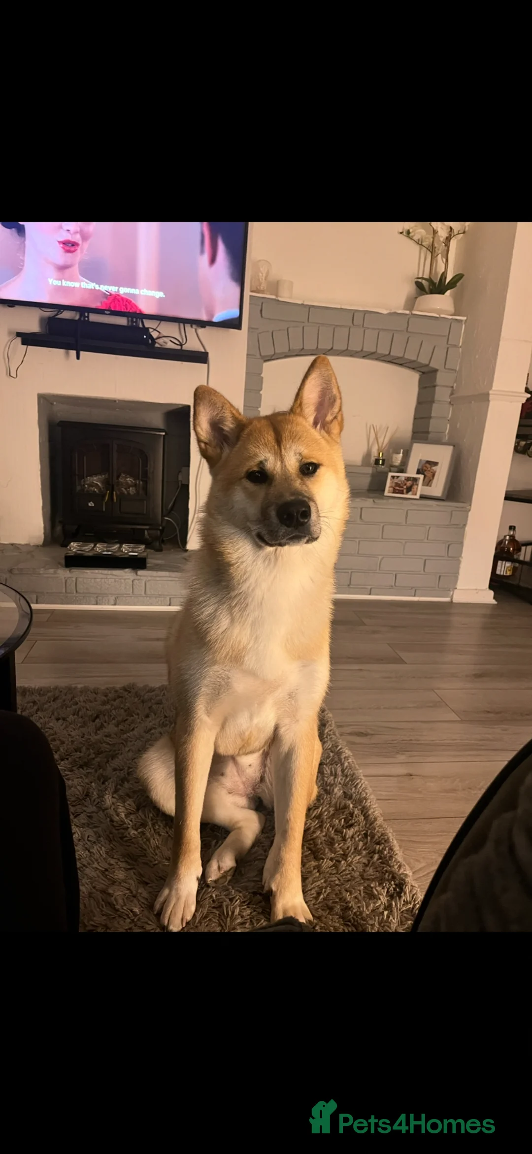 Akita dogs for sale: Female Akita - Advert 2