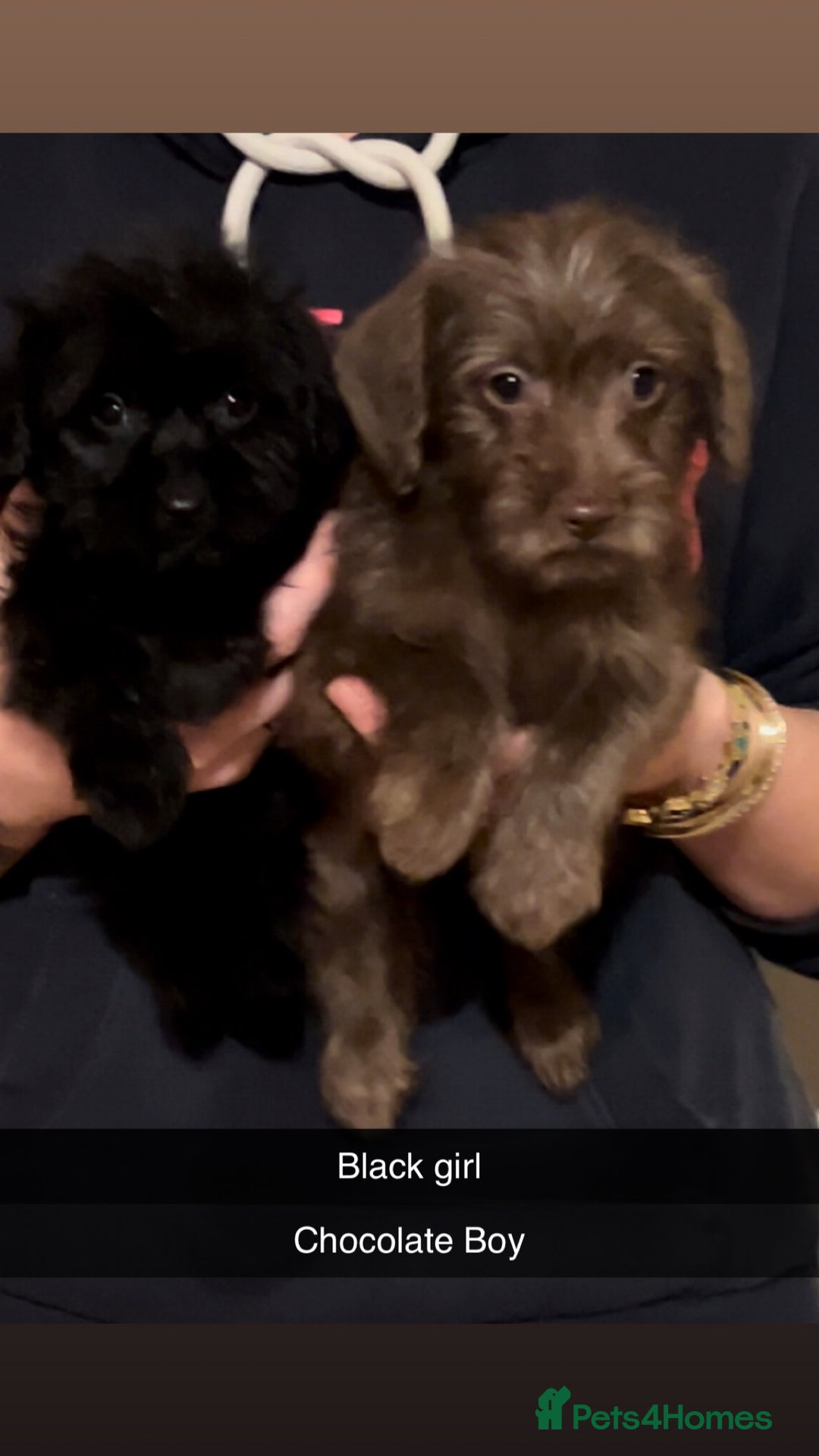 Jackapoo dogs for sale: Jackapoo - Image 1