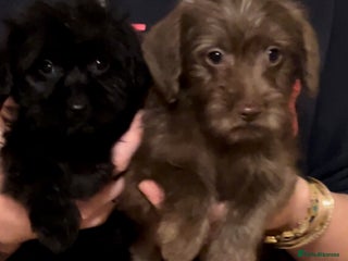 Jackapoo dogs - Advert 31