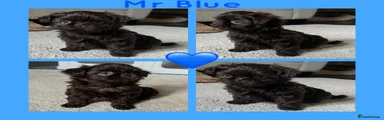 Mr Blue