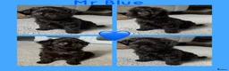 Shih Tzu dogs for sale: KC true chocolate imperial Shihtzu puppies  - Advert 30