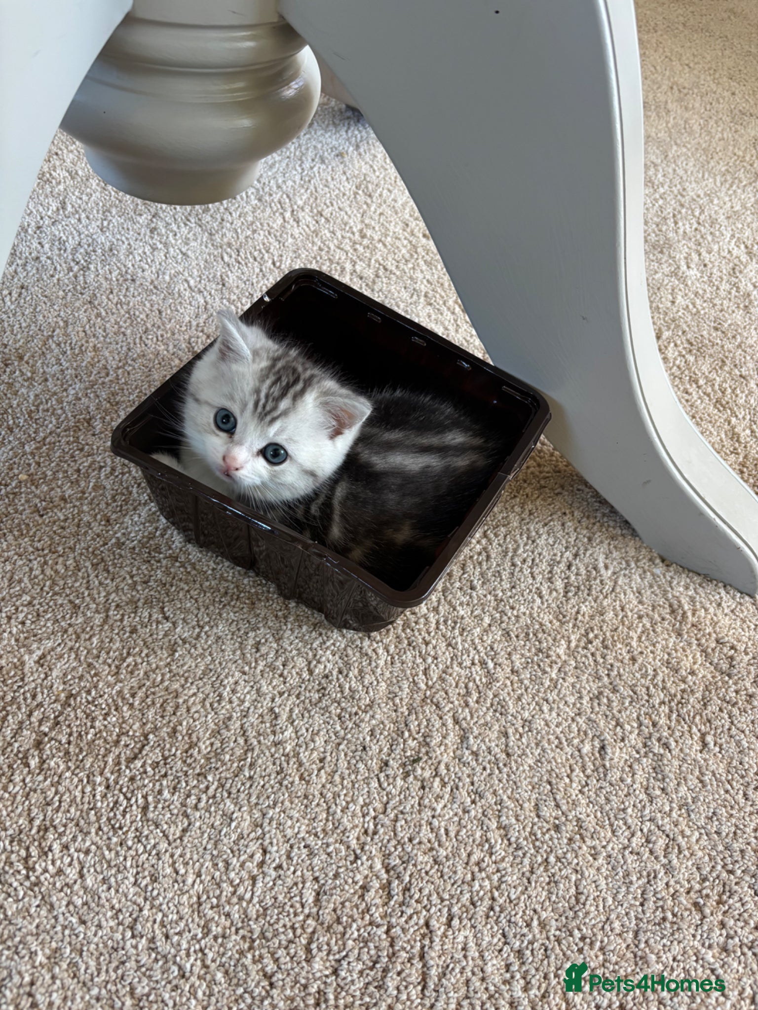 Ragdoll cats for sale: Gorgeous kittens!! - Advert 2