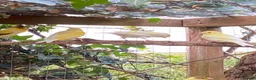 Mixed Breed birds for sale: Mixed birds ideal for new aviary  - Advert 7