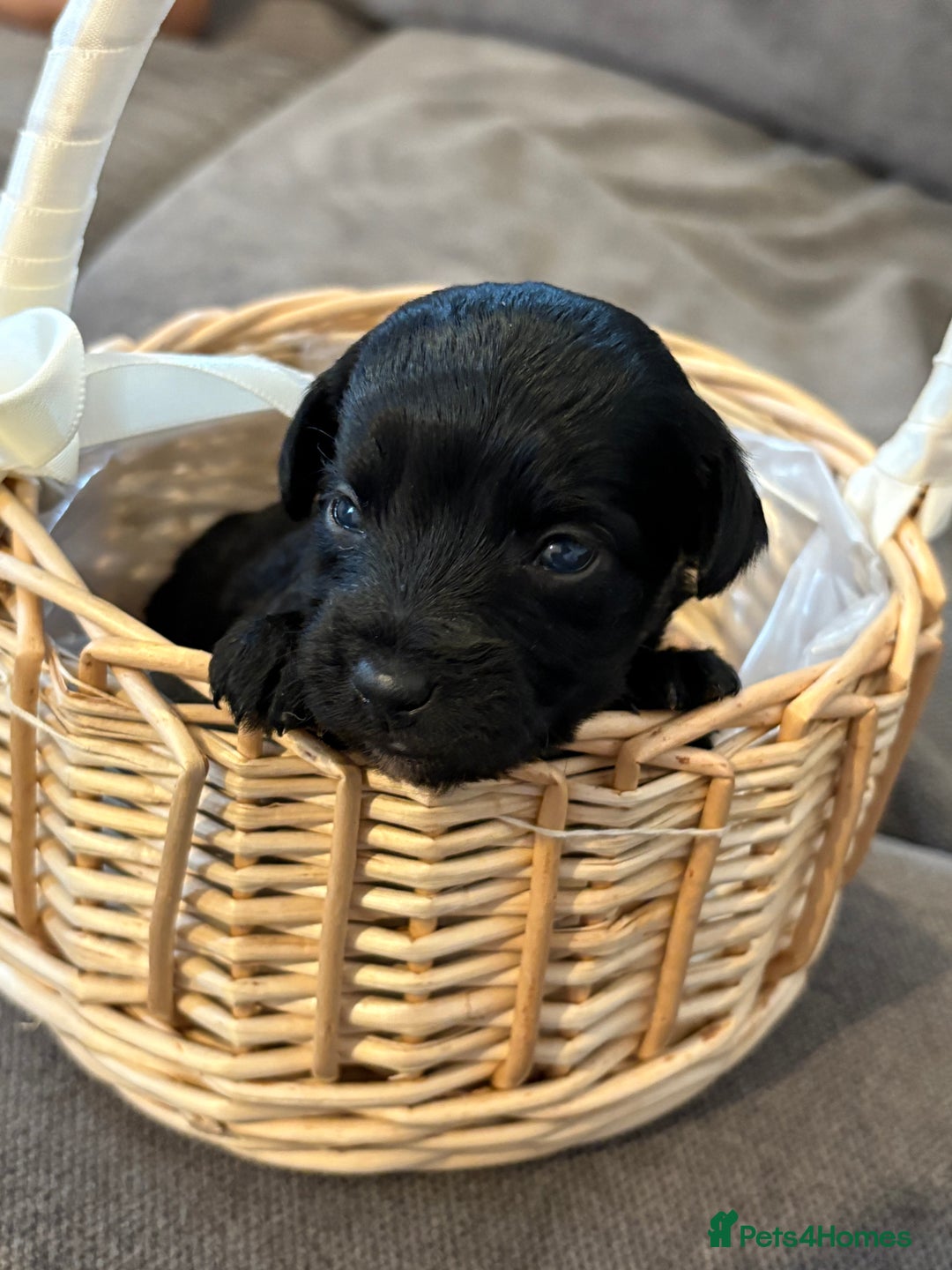 Jackapoo dogs for sale: Beautiful jackapoo’s  - Image 14