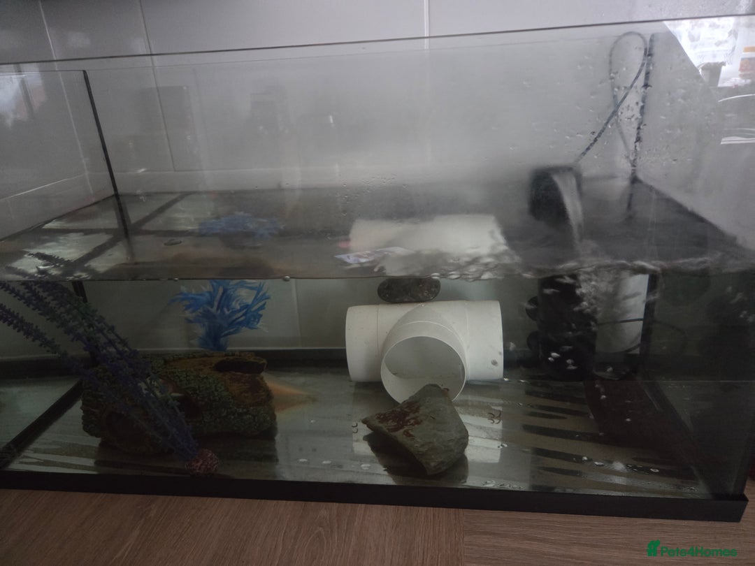 Axolotl reptiles for sale: Axolotyl and setup for sale - Advert 6