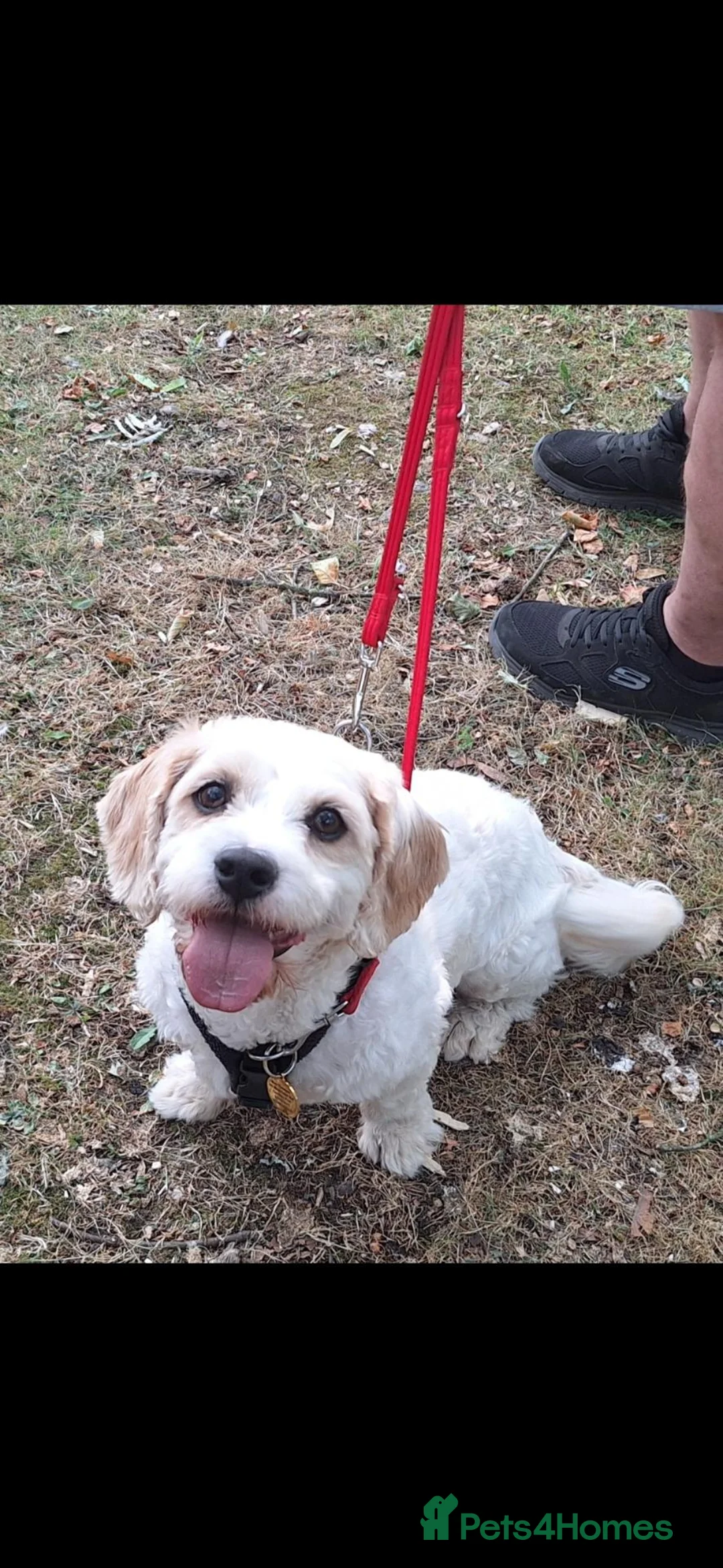 Cavachon dogs for sale: Flash NO CHILDREN - Advert 1