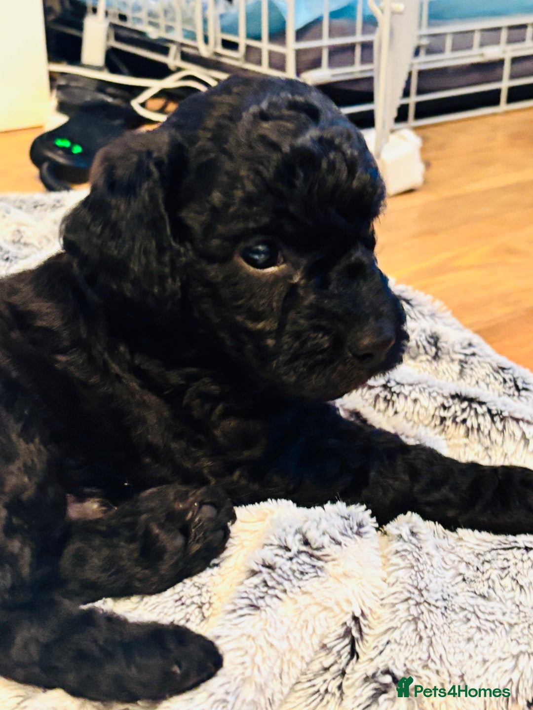 Labradoodle dogs for sale: Miniature Labradoodles - Advert 3