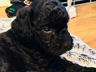 Labradoodle dogs Miniature Labradoodles - Advert 1