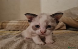 Mixed Breed cats for sale: 4 sweet kittens  - Image 7