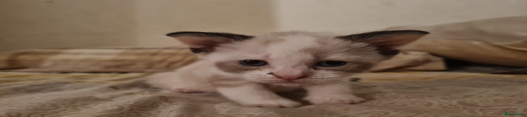 Patches Mixed Breed Kitten 2