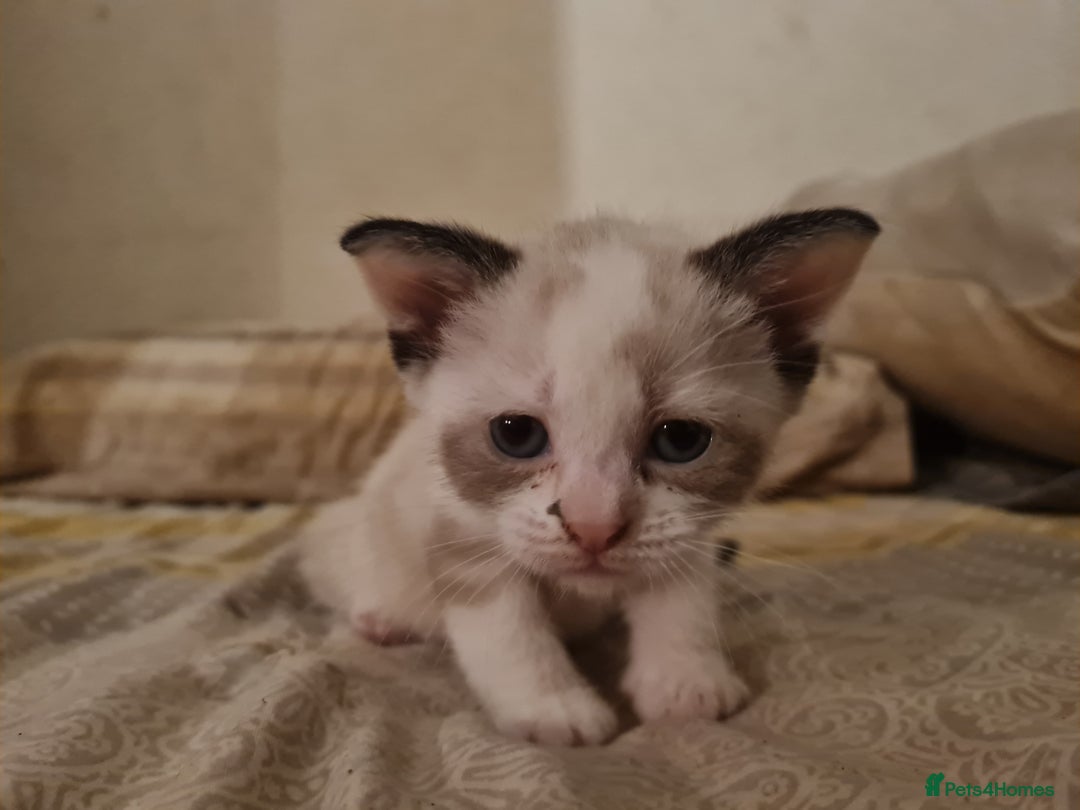 Mixed Breed cats for sale: 4 sweet kittens  - Image 7
