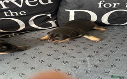 Mixed Breed dogs for sale: French Bulldog cross Manchester Terrier  - Image 19