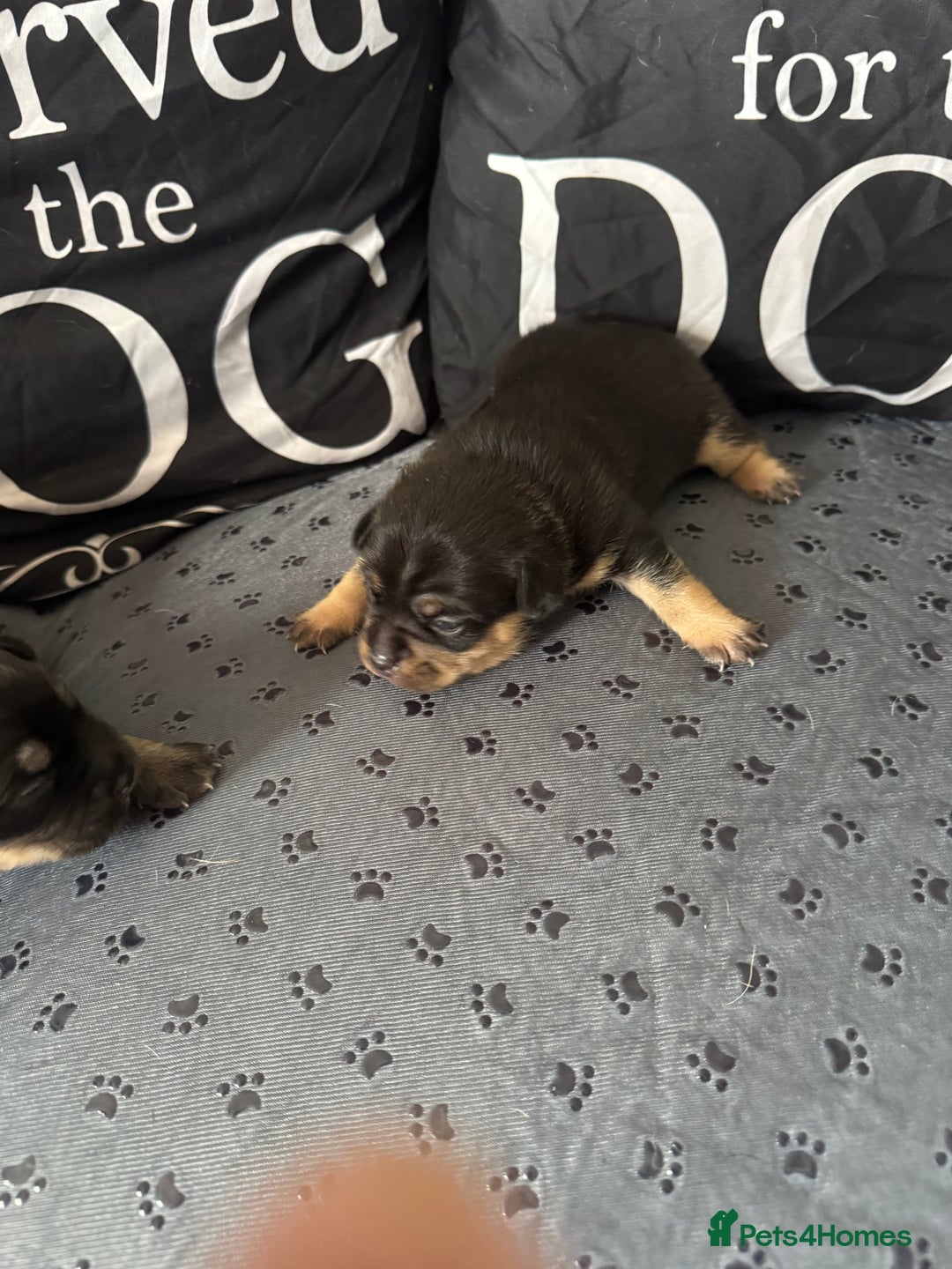 Mixed Breed dogs for sale: French Bulldog cross Manchester Terrier  - Image 19
