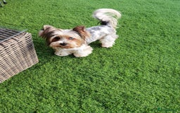 Yorkshire Terrier dogs for sale: Very Cute little Boy❤️ - Image 9