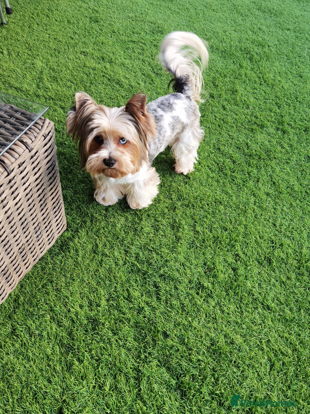 Yorkshire Terrier dogs for sale: Very Cute little Boy❤️ - Image 9