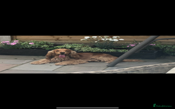 Cocker Spaniel dogs for sale: TRUE SHOW TYPE HEALTH TESTED SHOW TYPE  - Image 24