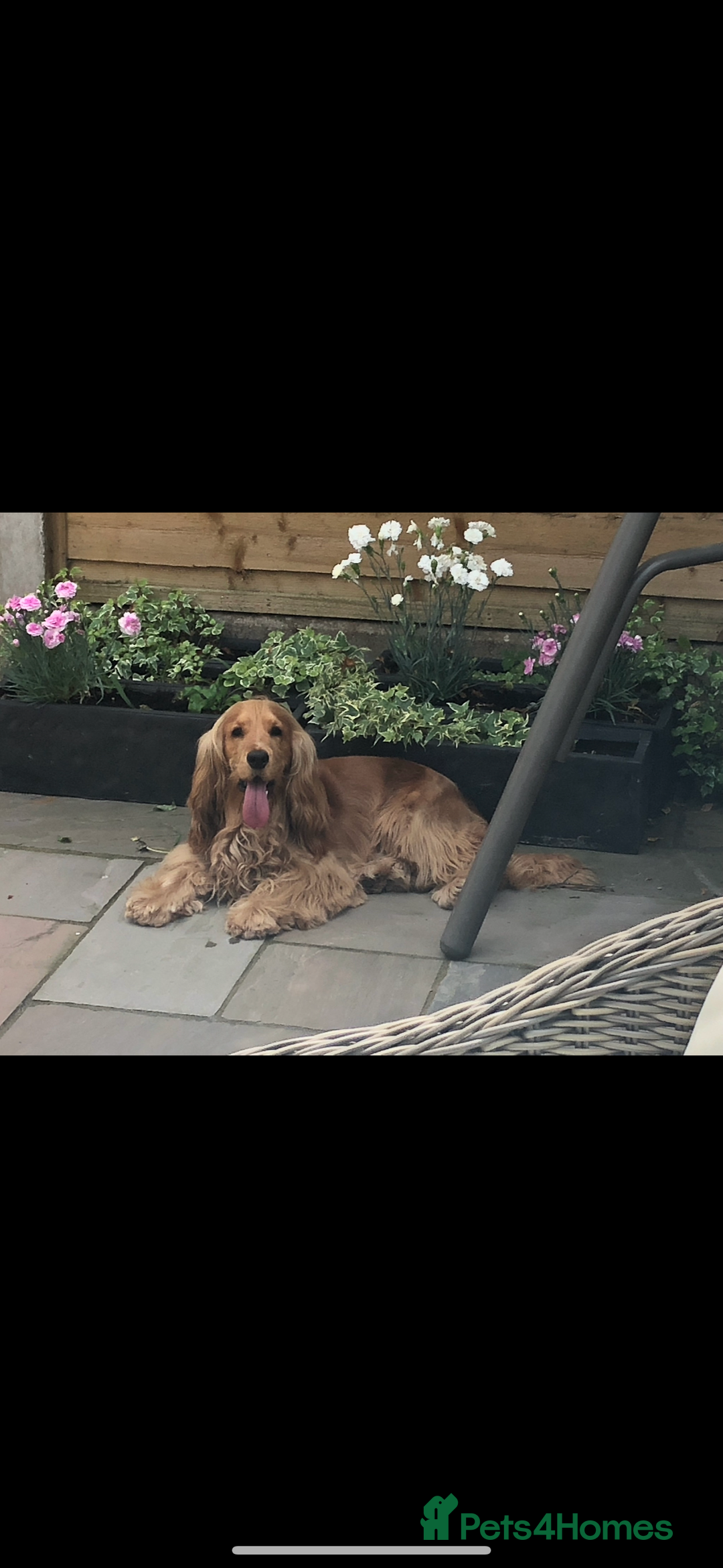 Cocker Spaniel dogs for sale: TRUE SHOW TYPE HEALTH TESTED SHOW TYPE  - Image 24