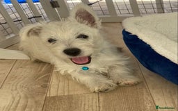 West Highland Terrier dogs for sale: Adorable WestHighland White Pups - Image 7