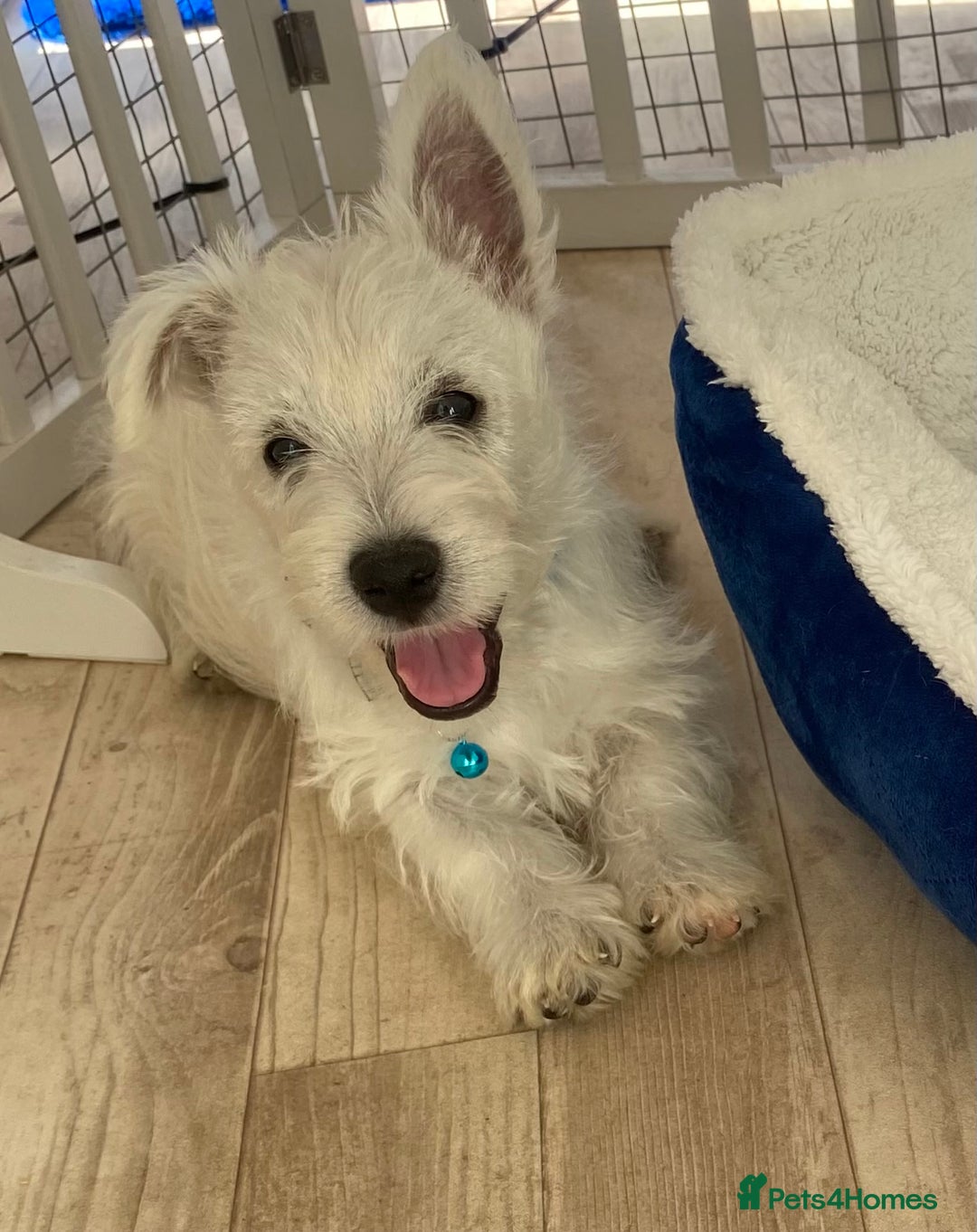 West Highland Terrier dogs for sale: Adorable WestHighland White Pups - Image 7