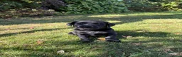 Labrador Retriever dogs for sale: Handsome Labrador dogs available  in Durham - Advert 12