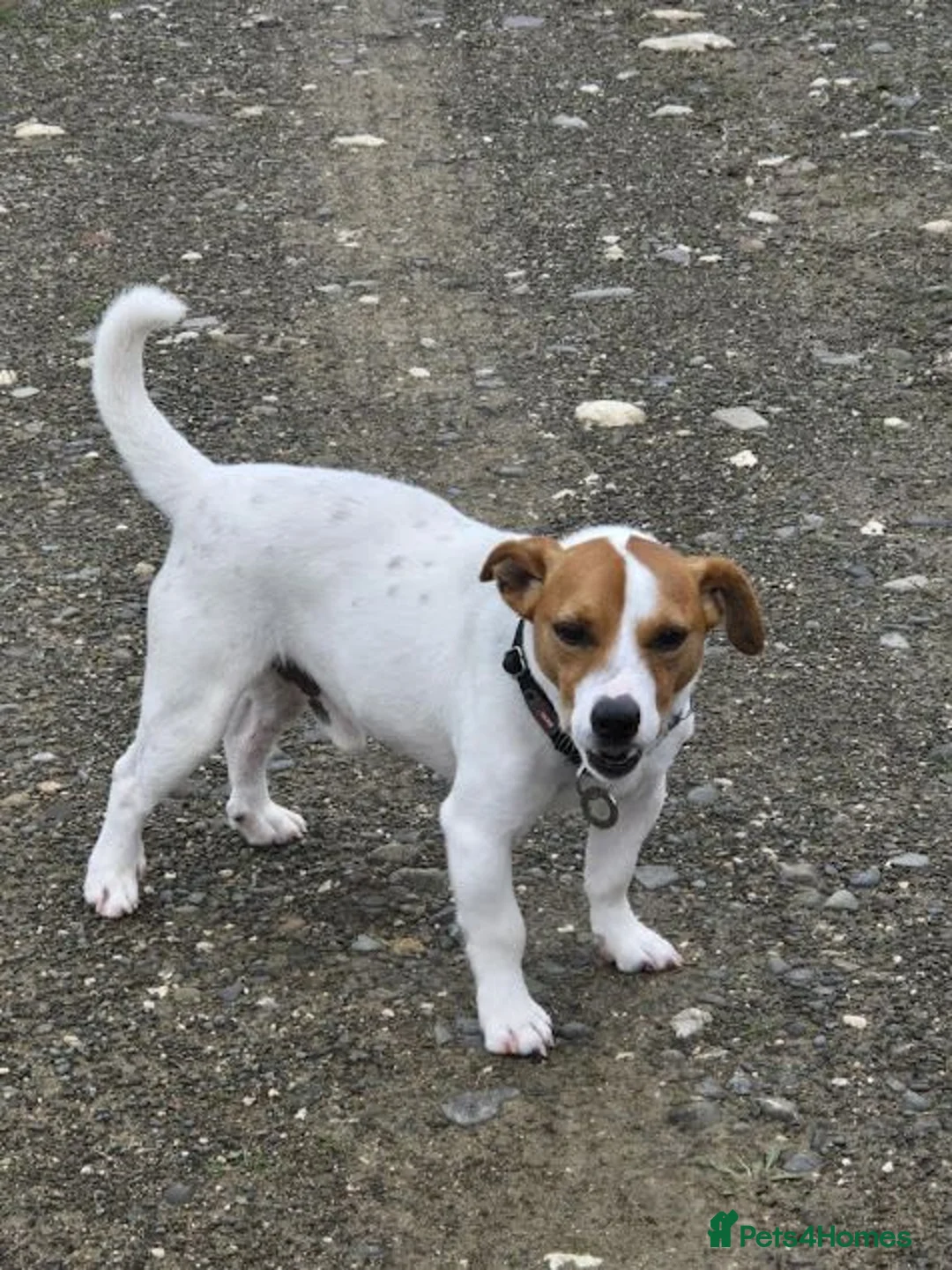 Mixed Breed dogs for adoption: Frankie jack Russell X with a huge personality in Harrow - Advert 2