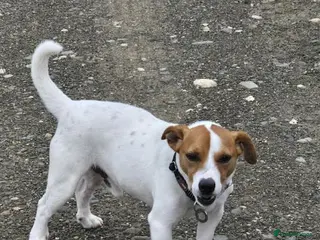 Mixed Breed dogs Frankie jack Russell X with a huge personality - Advert 6