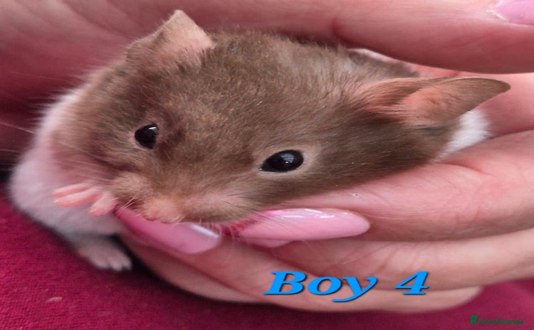 Hamster rodents - Advert 3