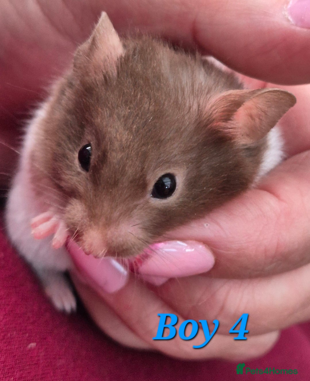 Hamster rodents for sale: Hamsters available - Image 1
