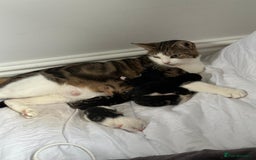 Domestic Shorthair cats for sale: beautiful tabby and black and white kittens - Image 28