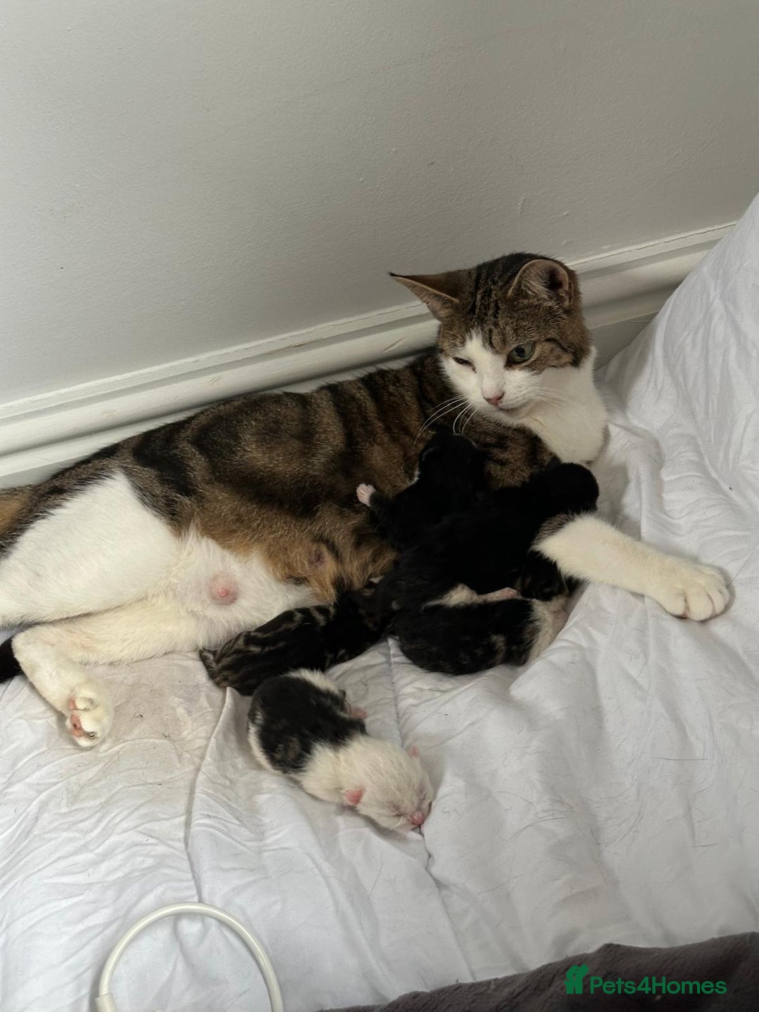 Domestic Shorthair cats for sale: beautiful tabby and black and white kittens - Image 28