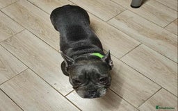 French Bulldog dogs for sale: Rehoming Our Beautiful Girl - Image 6