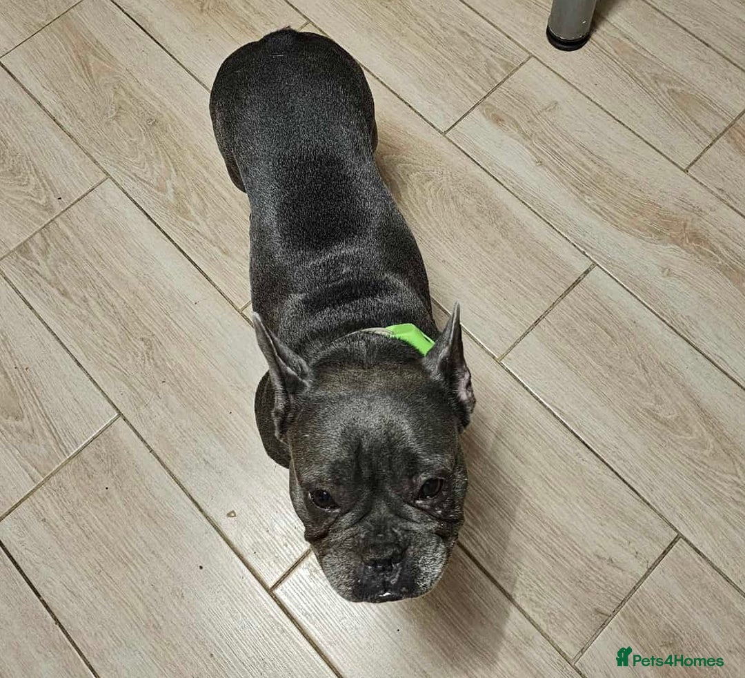 French Bulldog dogs for sale: Rehoming Our Beautiful Girl - Image 6