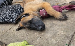 Belgian Shepherd Dog dogs for sale: belguim malinois free training provided - Image 11