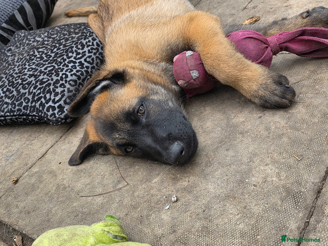 Belgian Shepherd Dog dogs for sale: belguim malinois free training provided - Image 11