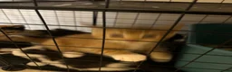 Mixed Breed cats for sale: Beautiful kittens in Ingatestone - Advert 7
