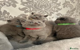 British Shorthair cats for sale: Stunning British shorthair kittens - Image 15