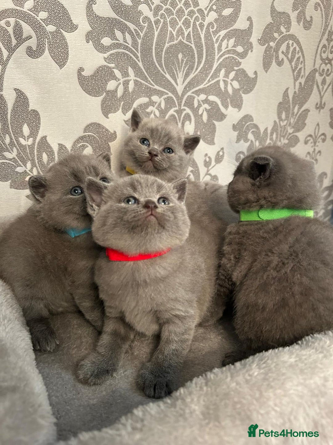 British Shorthair cats for sale: Stunning British shorthair kittens - Image 15