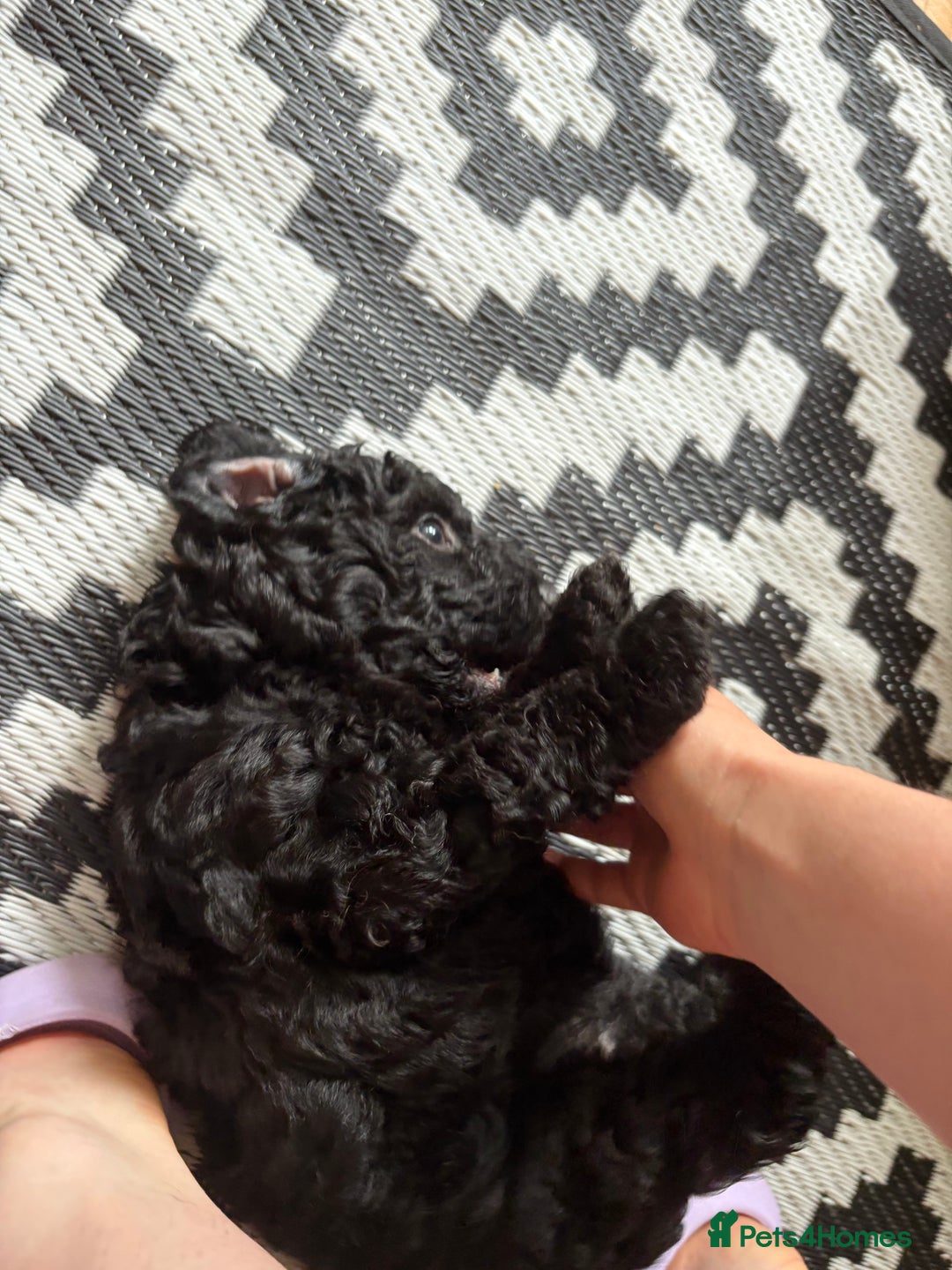Cockapoo dogs for sale: Three gorgeous F2 cockapoo puppies in Towcester - Image 5