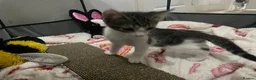 Mixed Breed cats for sale: Beautiful grey, white and tabby kittens for sale - Advert 16