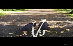 Whippet dogs for sale: 8 KC gorgeous pups, 4 boys & 4 girls. - Image 23