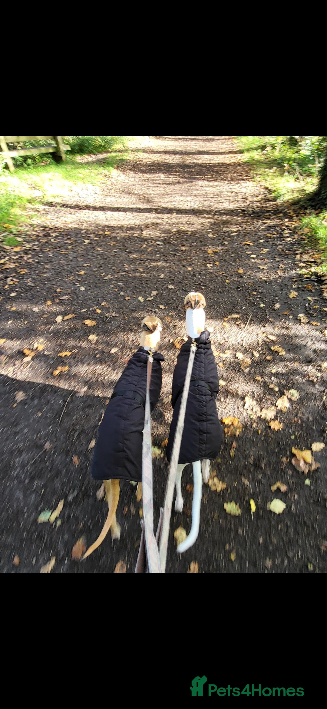 Whippet dogs for sale: 8 KC gorgeous pups, 4 boys & 4 girls. - Image 23