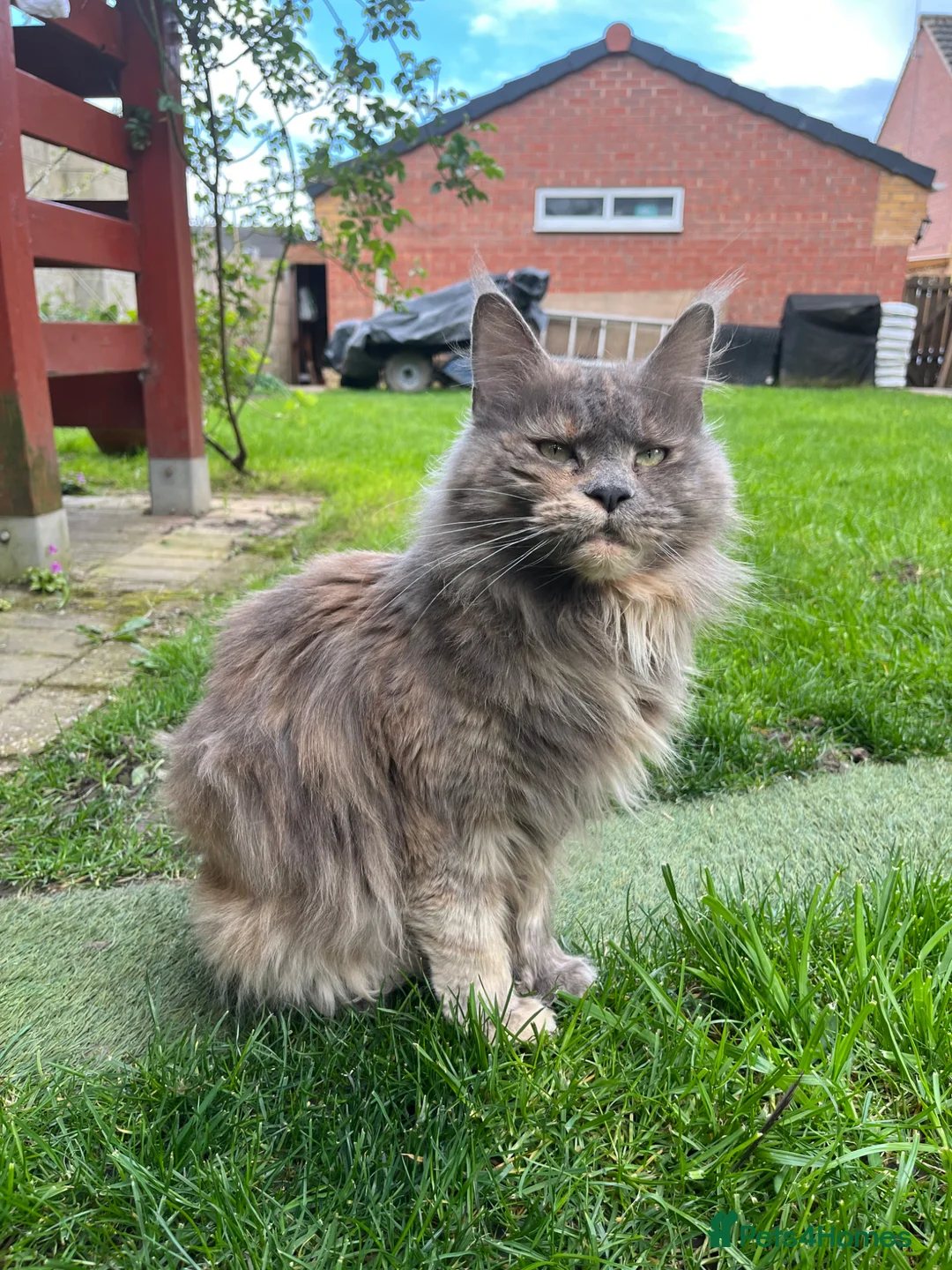 Mixed Breed cats for sale: ⭐️Beautiful Half-Maine Coon Kitten⭐️ - Advert 13
