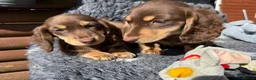Miniature Dachshund dogs for sale: Miniature long-haired Dauchund, kc, puppies  - Advert 31