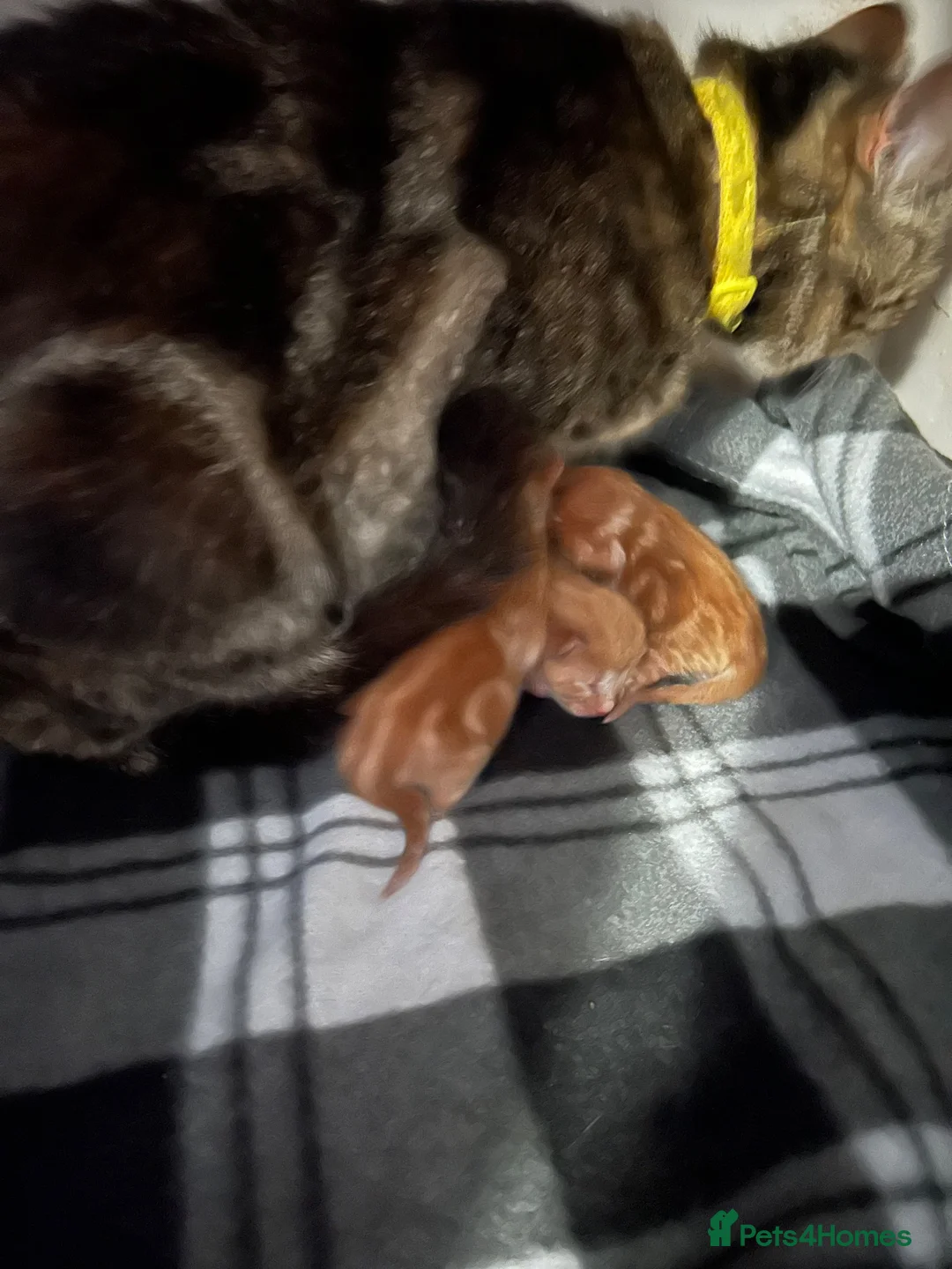Mixed Breed cats for sale: Mixed breed ginger boys - Advert 1