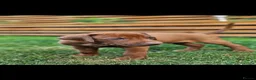 Rhodesian Ridgeback dogs for sale: Beautiful Rhodesian Ridgeback Puppies  - Advert 26