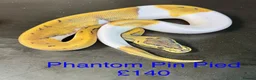 Python Snake reptiles for sale: Mixed juvinile royals - Advert 6